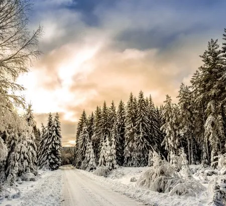 A Sunny Disposition On A Cold Winter’s Day – Your Choice!
