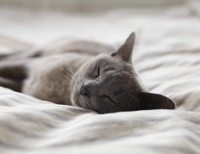 cat-sleep